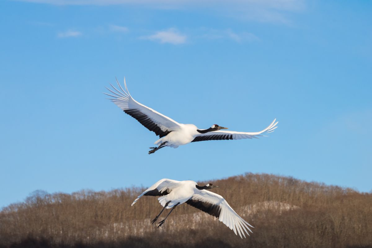 japan-part-three-japanese-cranes-charlotte-gibb-photography