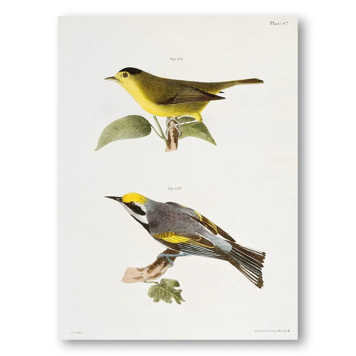 The Green Black-capped Warbler and Golden-winged Warbler Art Print