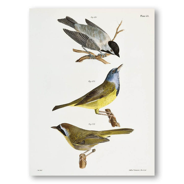 The Carolina Tit, The Mourning Warbler, The Yellow-throat by Audubon Art Print
