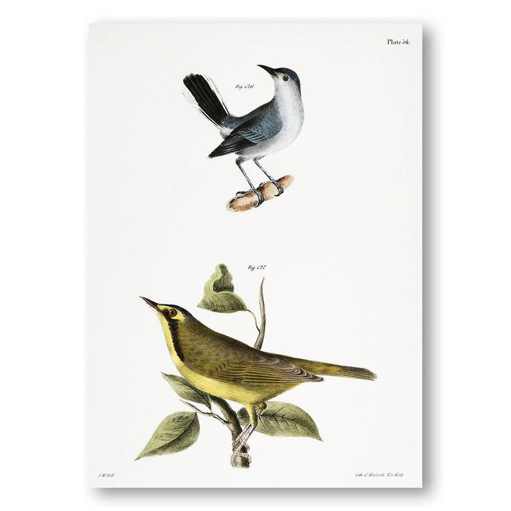 The Blue-gray Gnatcatcher and Kentucky Warbler Art Print