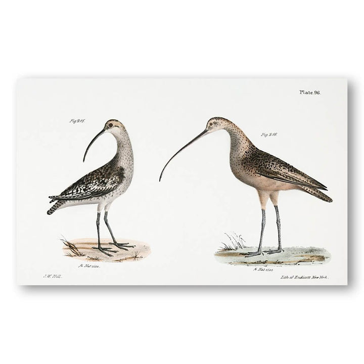 Jack Curlew and Long-billed Curlew by J.W. Hill Art Print