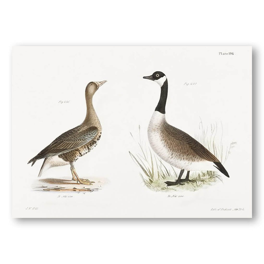 White-fronted Goose and Wild Goose Art Print