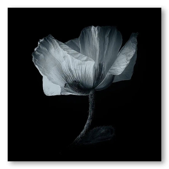 Papaver by Penny Myles Print