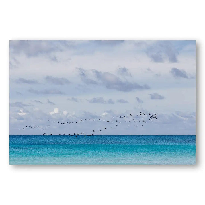 Coastal Avian Grace Photography Print