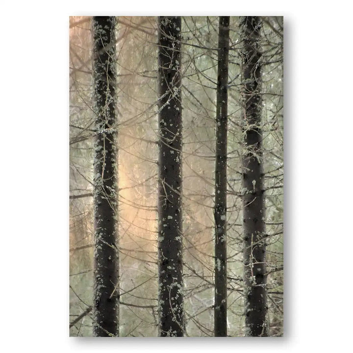 Enchanted Forest Veil Photo Print