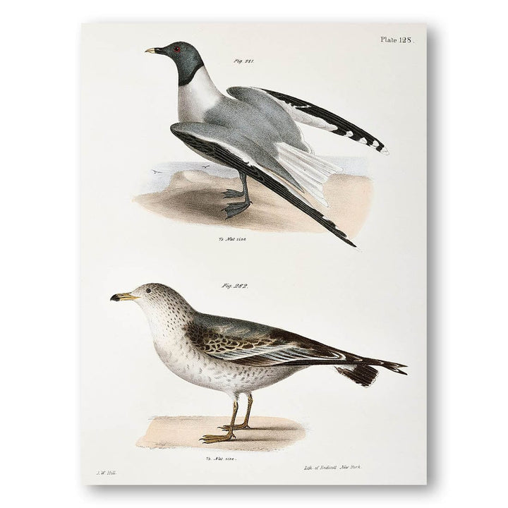 Sabines Gull and American Gull Art Print