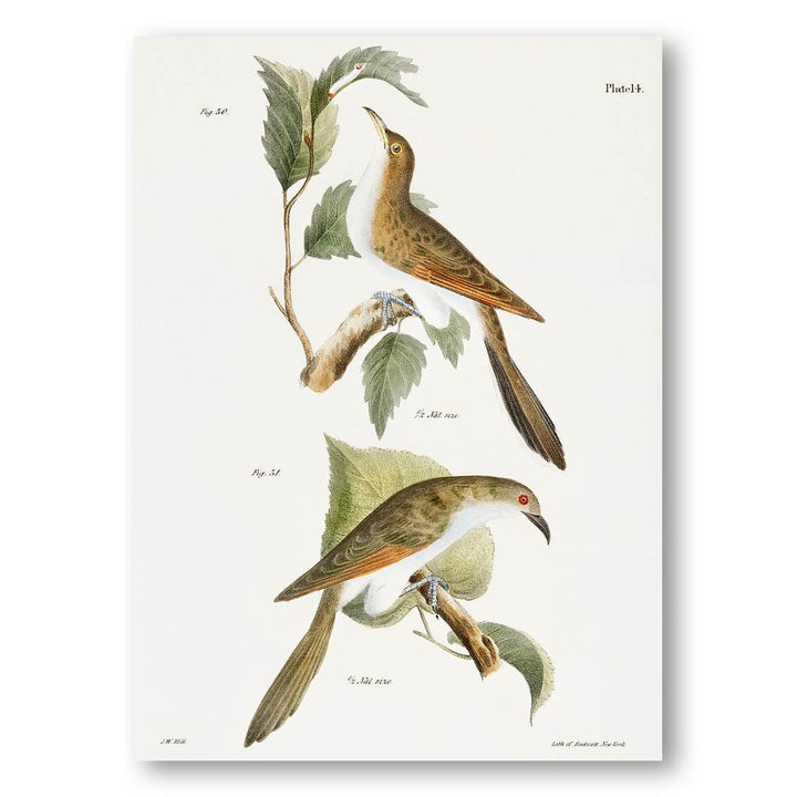 The Yellow-billed Cuckoo and The Black-billed Cuckoo Art Print