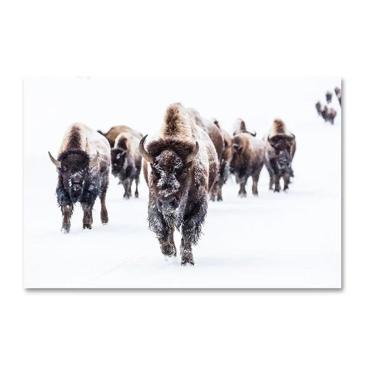 Group of Bison Wall Art Print