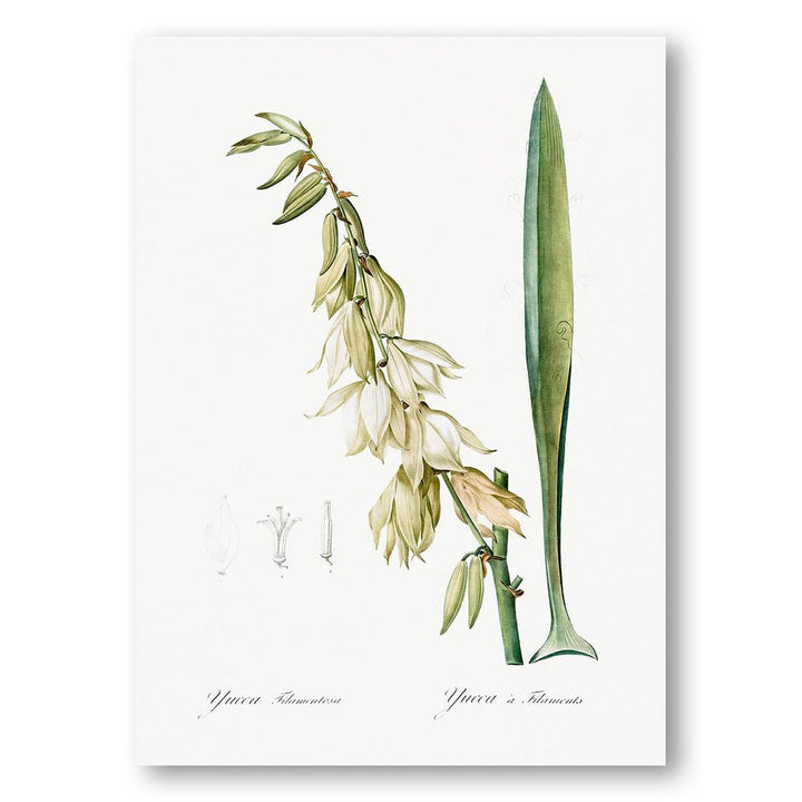 Adams Needle by Pierre-Joseph Redouté Art Print