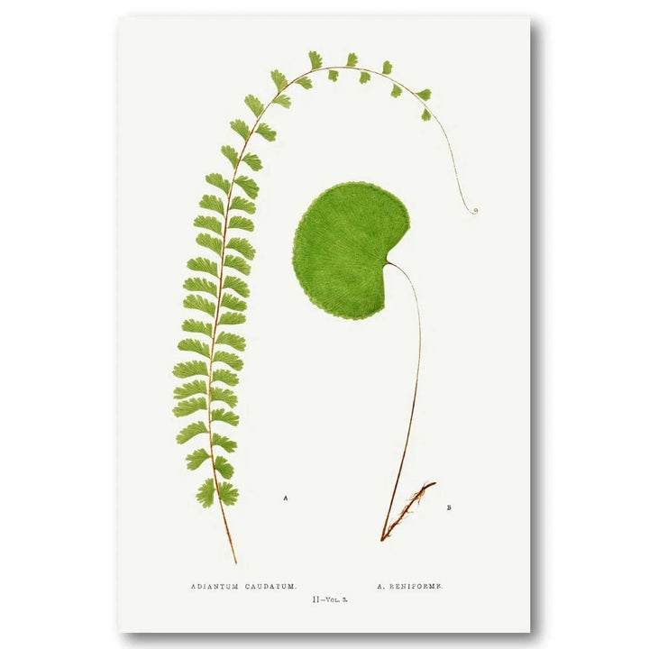 Antique Fern Botanical Art Print