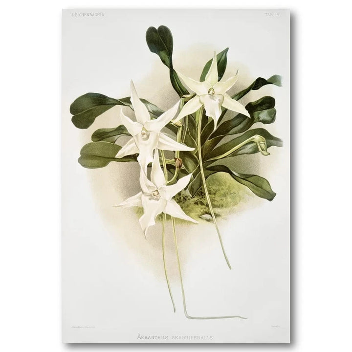 Orchid Illustration Art Print