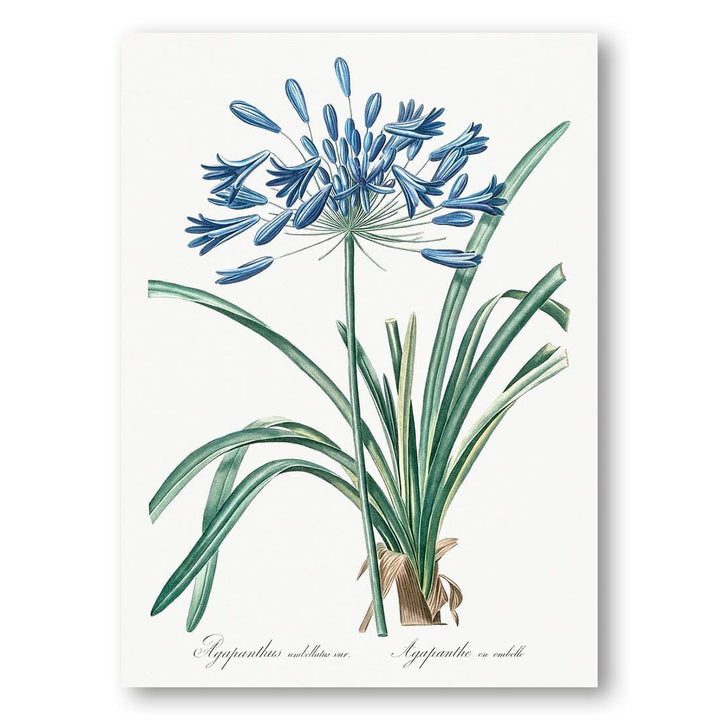 African Lily by Pierre-Joseph Redouté Art Print