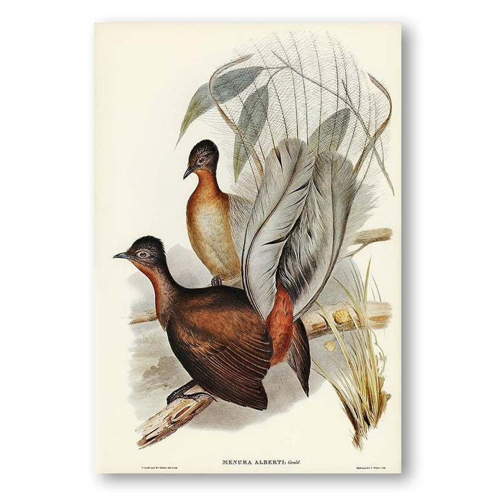 Albert Lyre-Bird by Elizabeth Gould Art Print