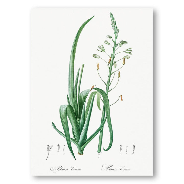 Albuca Cornuta by Pierre-Joseph Redouté Art Print