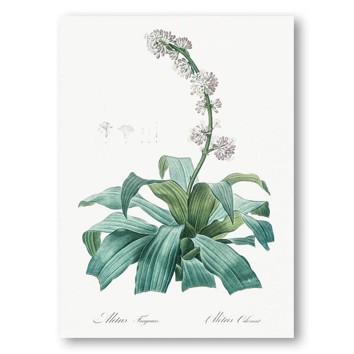 Aletris Fragrans by Pierre-Joseph Redouté Art Print