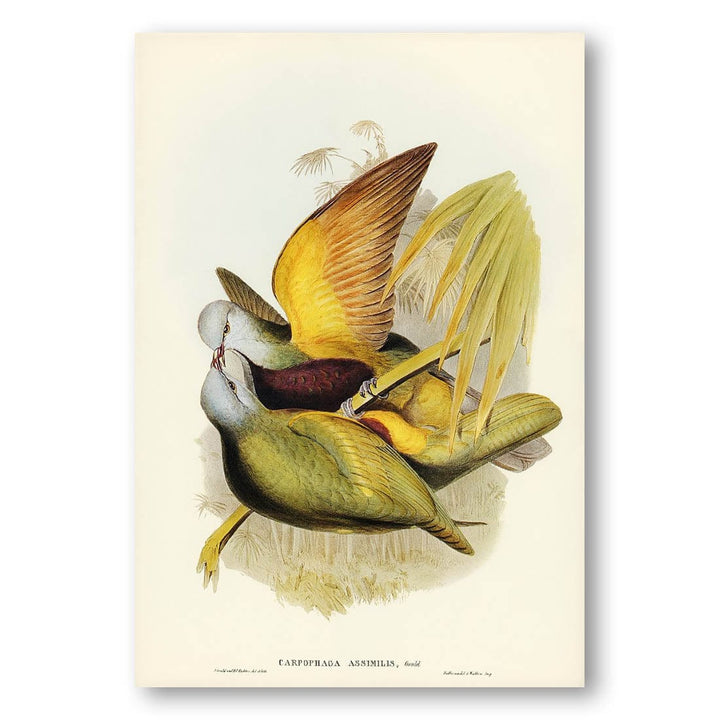 Allied Fruit-Pigeon by Elizabeth Gould Art Print