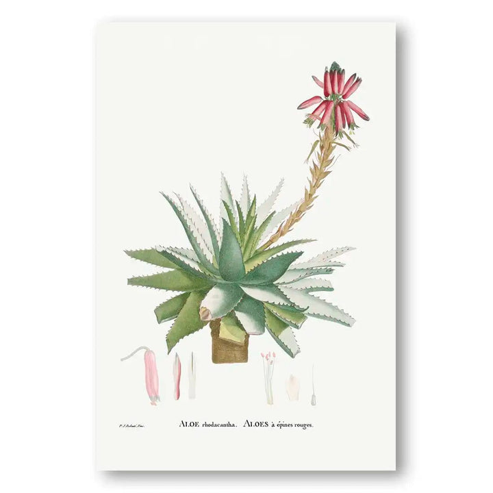 Blooming Aloe Rhodacantha Vintage Botanical Art Print