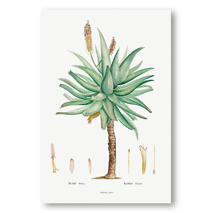 Aloe Ferox by Pierre-Joseph Redouté Art Print