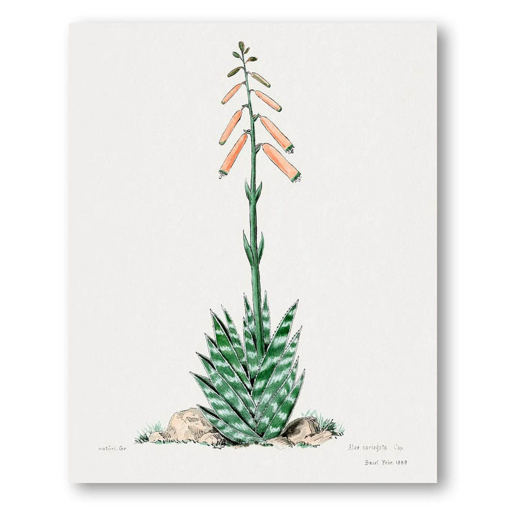 Aloe Vera Familie Der Cacteen Art Print