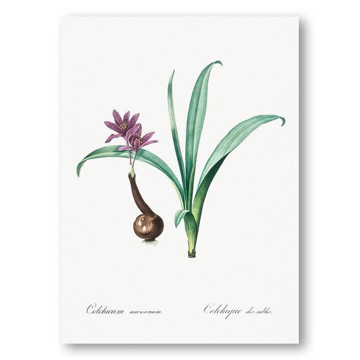 Alpine Autumn Crocus by Pierre Joseph Redoute Art Print