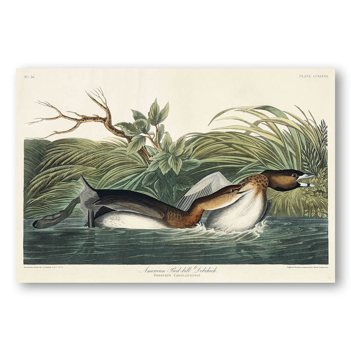 American Pied-billed Grebes by John James Audubon Vintage Art Print