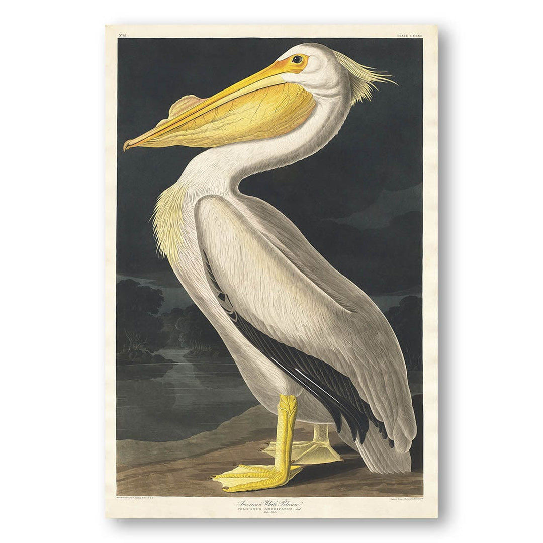 American White Pelican by John James Audubon