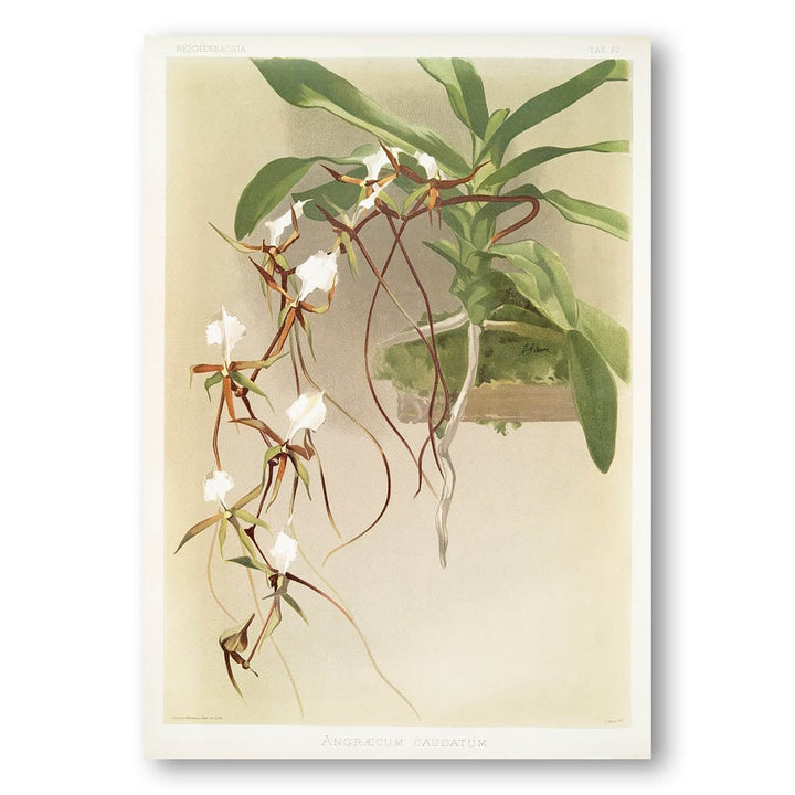 Angraecum caudatum by Frederick Sander Art Print
