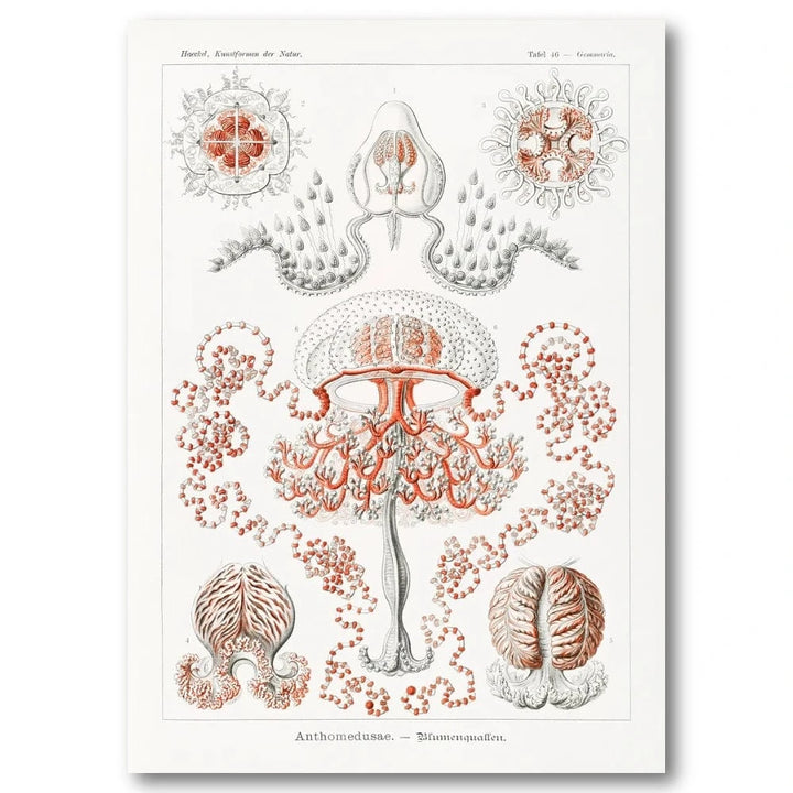 Anthomedusae by Ernst Haeckel Art Print