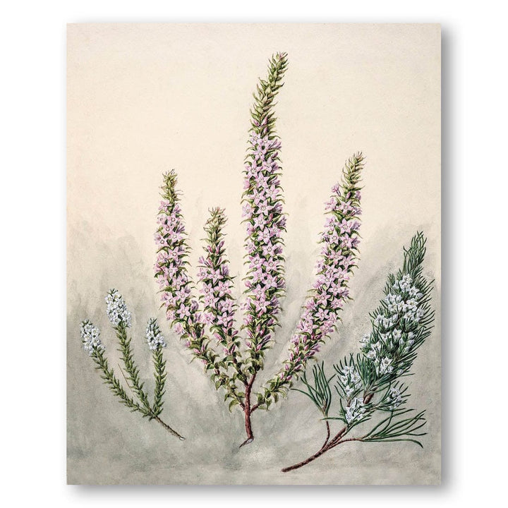 Antique Epacris by Sarah Featon Art Print