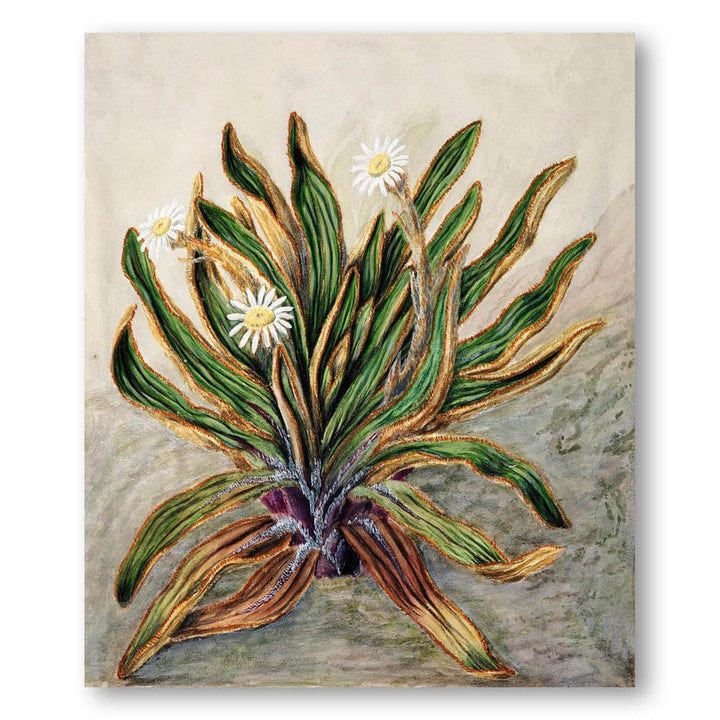 Mountain Daisy by Sarah Featon Art Print