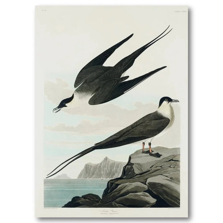 Arctic Yager Audubon Art Print