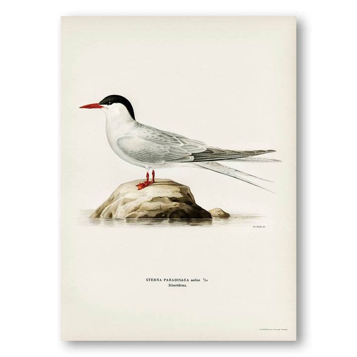 Arctic Tern by von Wright Art Print