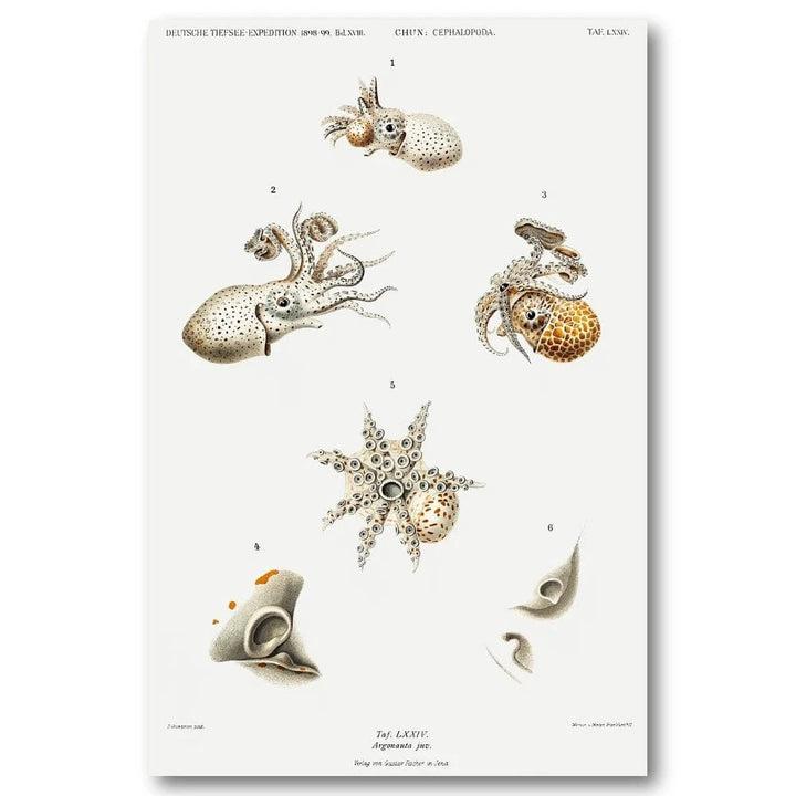 Argonauts by Carl Chun Art Print