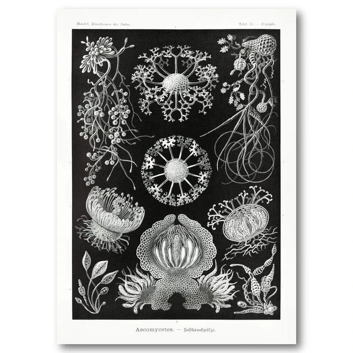Ascomycetes by Ernst Haeckel Art Print