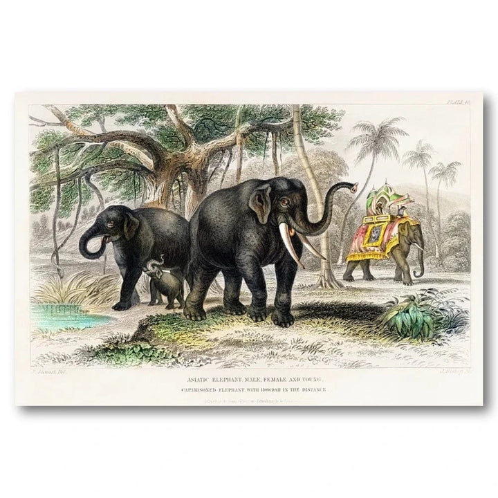 Asiatic Elephants by F. Howard Art Print