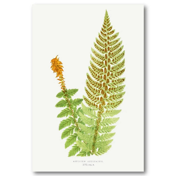 Aspidium Aculeatum Botanical Art Print