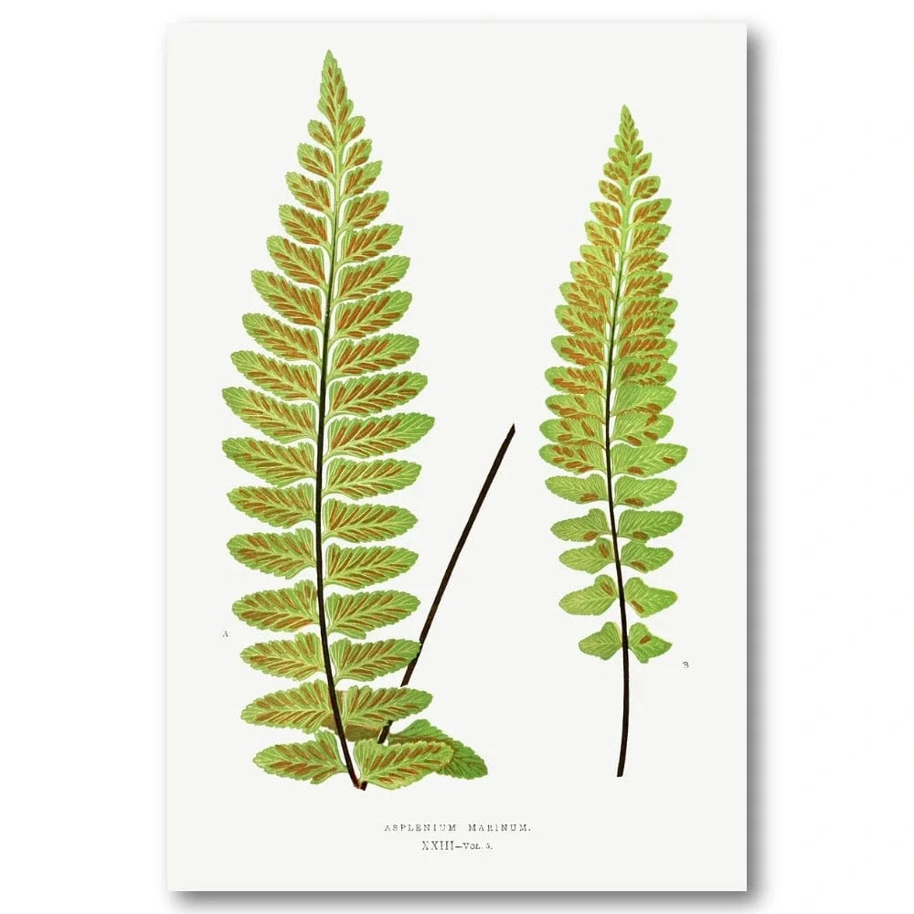 Sea Spleenwort Botanical Art Print