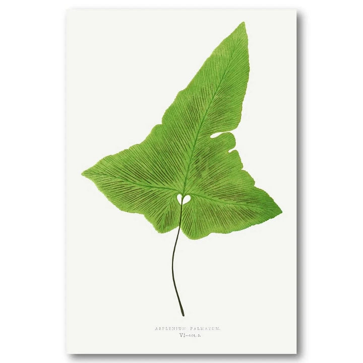 Asplenium Palmatum Botanical Art Print