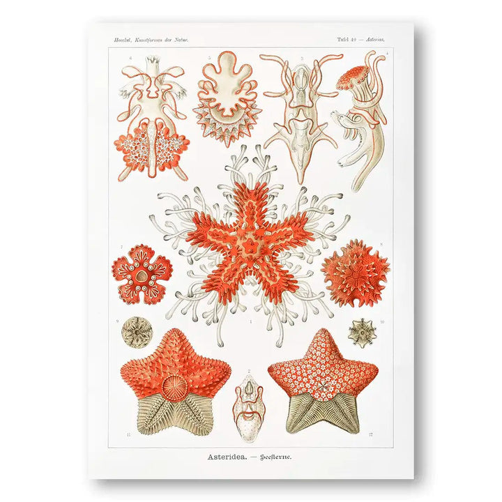 Asteridea Seesterne Vintage Starfish Art Print