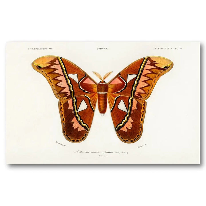 Attacus Atlas by D Orbigny Art Print