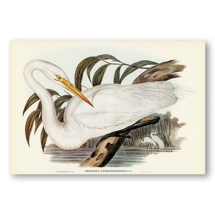 Australian Egret by Elizabeth Gould Art Print