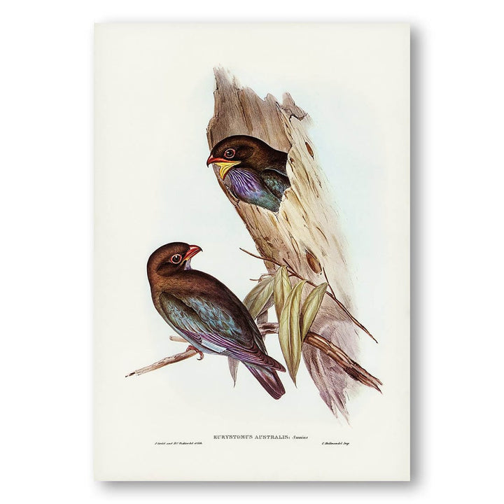 Australian Roller by Elizabeth Gould Art Print