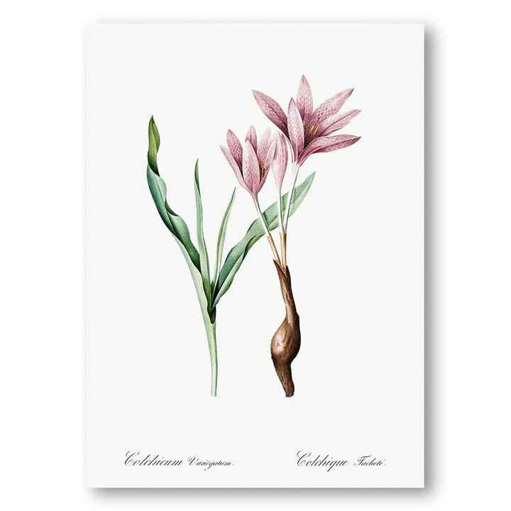 Autumn Crocus Illustration by Pierre-Joseph Redouté Art Print
