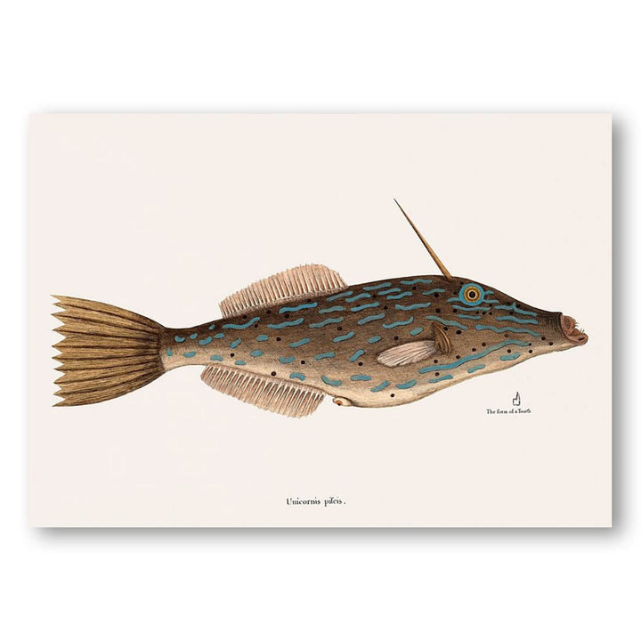 Bahama Unicorn Fish Art Print