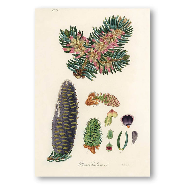 Pinus Balsamea Art Print