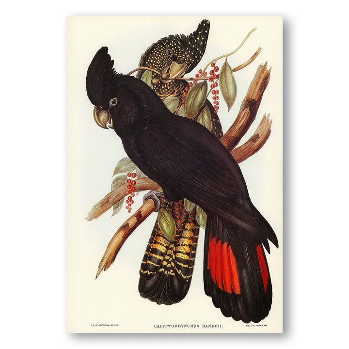 Banksian Cockatoo by Elizabeth Gould Art Print