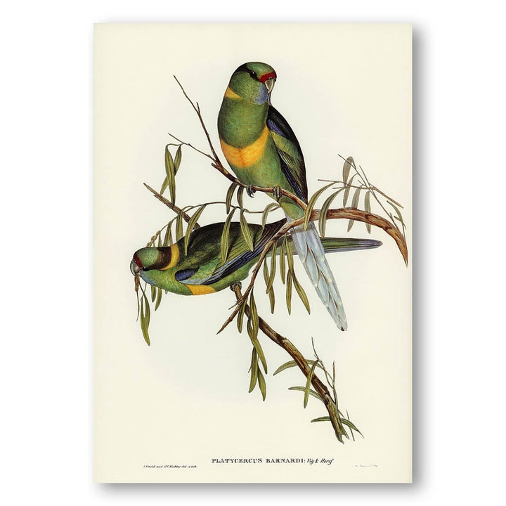 Barnards Parakeet by Elizabeth Gould Art Print