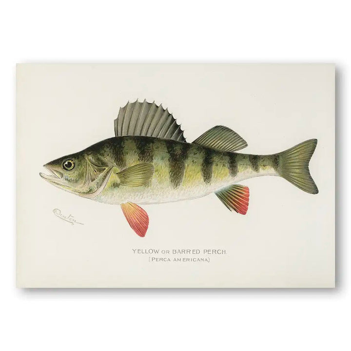 Barred Perch Vintage Fish Art Print