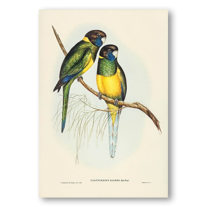 Bauers Parrakeet by Elizabeth Gould Art Print