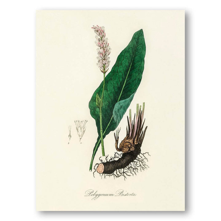 Bistort Illustration by John Stephenson Art Print